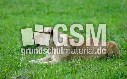 Löwen (55 von 69).jpg